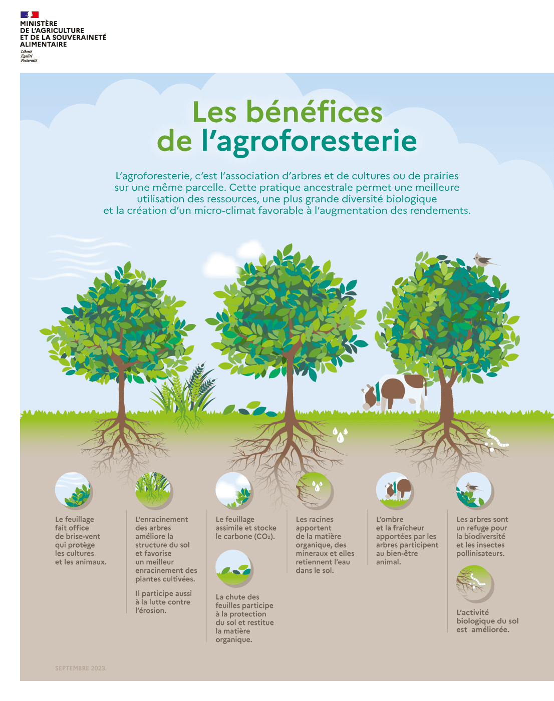 Infographie - Les bénéfices de l'agroforesterie