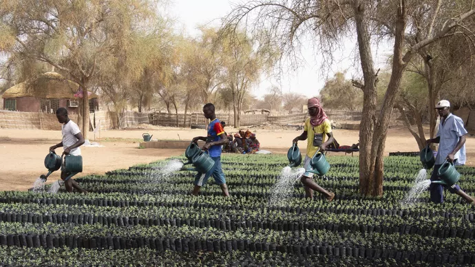 Dans le Ferlo sénégalais, dans les pépinières de Widou, des jeunes peuls, exécutent un ballet insolite pour arroser les plants des futurs arbres qui feront avancer la grande muraille verte