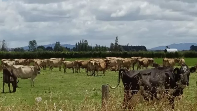 Cows in a field in New Zealand